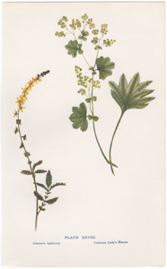 Common Agrimony, Common Lady's Mantle